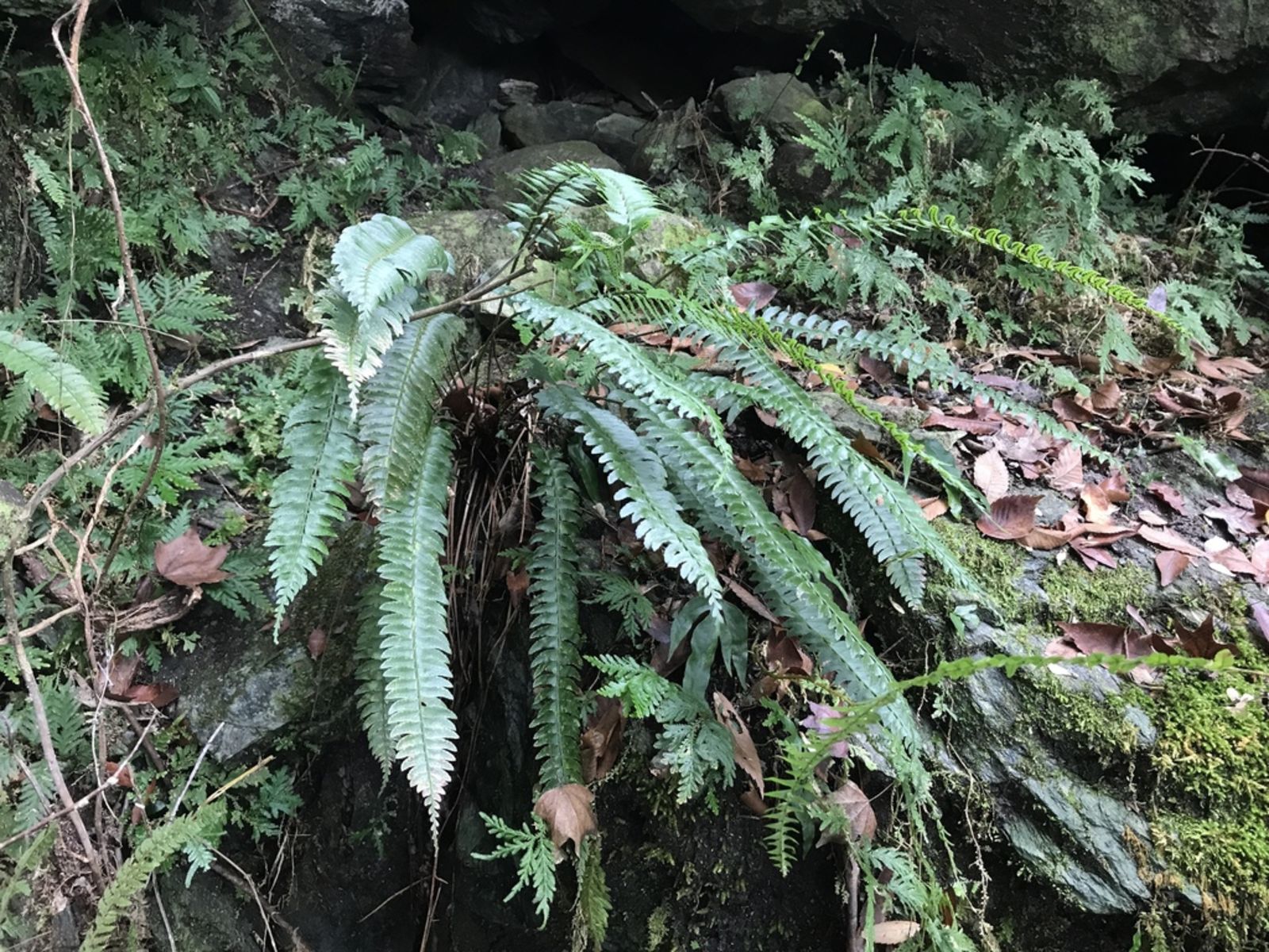 Polystichum acutidens